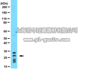 merck millipore,默克密理博,AB10418,Anti-Puma BH3 domain Antibody
