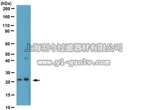 merck millipore,默克密理博,AB10422,Anti-Phospho-Bad (Ser134) Antibody