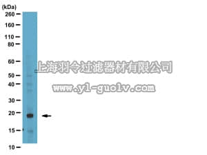 merck millipore,默克密理博,AB10424,Anti-Phospho-Bad (Ser99) Antibody