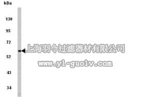 merck millipore,默克密理博,AB10439,Anti-PACSIN1 Antibody, NT