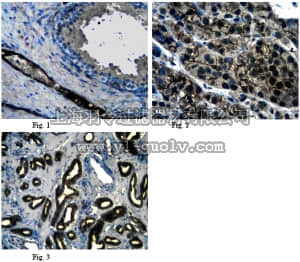 merck millipore,默克密理博,AB10511,Anti-ATG7 Antibody