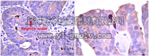 merck millipore,默克密理博,AB10512,Anti-Caspase 6 (active form) Antibody