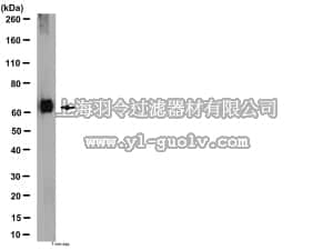 merck millipore,默克密理博,AB10514P,Anti-Serotonin Transporter Antibody