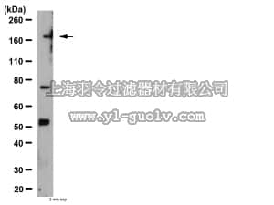 merck millipore,默克密理博,AB10515,Anti-Cav1.2 alpha1c Antibody