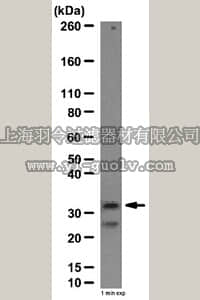 merck millipore,默克密理博,AB10518,Anti-DARPP-32 Antibody