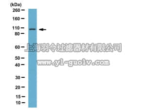 merck millipore,默克密理博,AB10520,Anti-DAP-5 Antibody