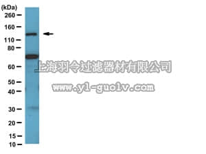 merck millipore,默克密理博,AB10521,Anti-Neuropilin-1 Antibody