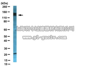 merck millipore,默克密理博,AB10522,Anti-Neuropilin-2 Antibody