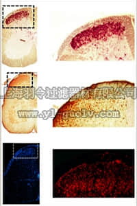 merck millipore,默克密理博,AB10523,Anti-EBF-1 Antibody