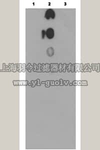 merck millipore,默克密理博,AB10524,Anti-EBF-2 Antibody