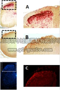 merck millipore,默克密理博,AB10525,Anti-EBF-3 Antibody