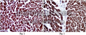 merck millipore,默克密理博,AB10526,Anti-COX4 Antibody