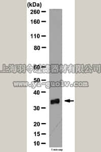 merck millipore,默克密理博,AB10527,Anti-VDAC Antibody