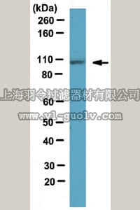 merck millipore,默克密理博,AB10529,Anti-GluR-2 Antibody, CT