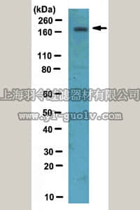 merck millipore,默克密理博,AB10531,Anti-NR2A Antibody