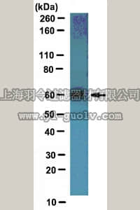 merck millipore,默克密理博,AB10532,Anti-GABA(A) receptor subunit gamma-2 Antibody
