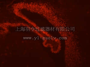 merck millipore,默克密理博,AB10533,Anti-LMX-1 Antibody