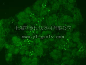 merck millipore,默克密理博,AB10535,Anti-Neurogenin-3 (rabbit) Antibody