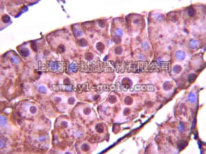 merck millipore,默克密理博,AB10537,Anti-Sox4 Antibody