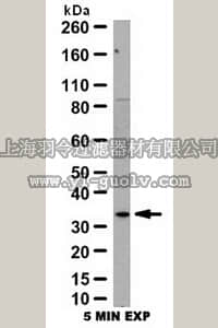 merck millipore,默克密理博,AB10541,Anti-Galectin-3 Antibody