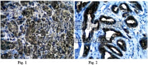 merck millipore,默克密理博,AB10551,Anti-RalBP1 Antibody