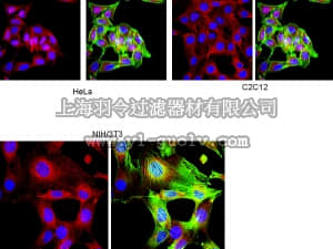 merck millipore,默克密理博,AB10553,Anti-Prohormone Convertase PC1/PC3 Antibody