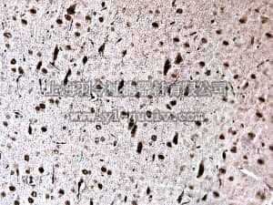 merck millipore,默克密理博,AB10554,Anti-Tbr1 Antibody