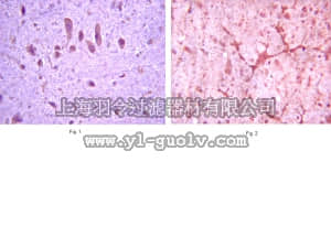 merck millipore,默克密理博,AB10556,Anti-mGluR8 Antibody