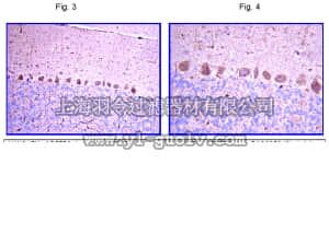 merck millipore,默克密理博,AB10557,Anti-Lhx2 Antibody