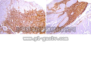 merck millipore,默克密理博,AB10910,Anti-Osteopontin Antibody