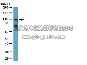 merck millipore,默克密理博,AB1094,Anti-Myosin X Antibody