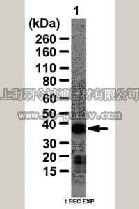 merck millipore,默克密理博,AB12226,Anti-RALY Antibody