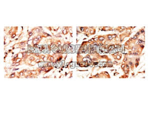merck millipore,默克密理博,AB15048,Anti-CNT2 Antibody