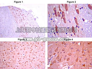 merck millipore,默克密理博,AB15065,Anti-Dystonin Antibody