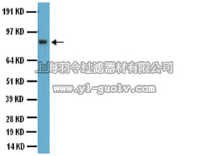 merck millipore,默克密理博,AB1506,Anti-Glutamate Receptor 2 & 3 Antibody