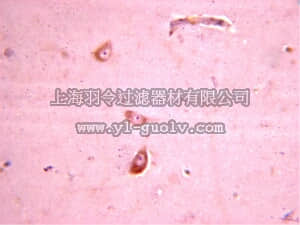 merck millipore,默克密理博,AB1508,Anti-Glutamate Receptor 4 Antibody