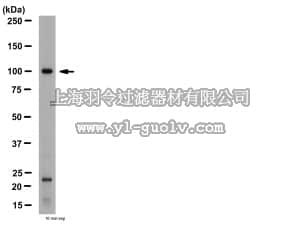 merck millipore,默克密理博,AB15097,Anti-mGluR4 Antibody