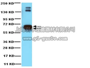 merck millipore,默克密理博,AB1511,Anti-Glutamate Decarboxylase 65 & 67 Antibody
