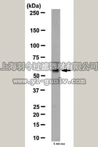 merck millipore,默克密理博,AB15134,Anti-Neurotensin Receptor 2 Antibody