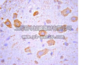 merck millipore,默克密理博,AB15138,Anti-Nogo Receptor Antibody