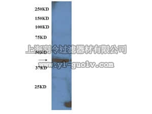 merck millipore,默克密理博,AB15282,Anti-Cone Arrestin Antibody