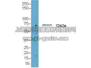 merck millipore,默克密理博,AB15299,Anti-Dendrin Antibody