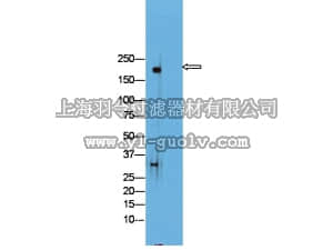 merck millipore,默克密理博,AB15302,Anti-ProSAP2 Antibody