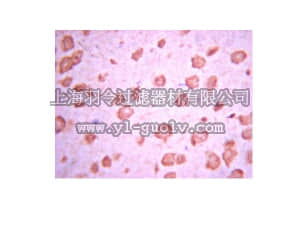 merck millipore,默克密理博,AB15317,Anti-TMP21 Antibody