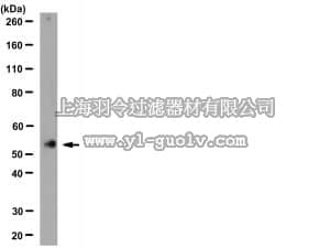 merck millipore,默克密理博,AB15320,Anti-Nicotinic Acetylcholine Receptor α3 Antibody