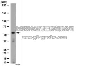 merck millipore,默克密理博,AB15322,Anti-Nicotinic Acetylcholine Receptor α4 Antibody
