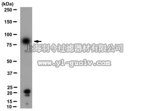 merck millipore,默克密理博,AB15323,Anti-Nicotinic Acetylcholine Receptor α5 Antibody