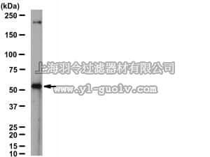 merck millipore,默克密理博,AB15324,Anti-Nicotinic Acetylcholine Receptor α6 Antibody