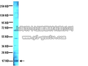 merck millipore,默克密理博,AB1534SP,Anti-Brain Derived Neurotrophic Factor Antibody