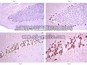 merck millipore,默克密理博,AB15392,Anti-Zic2 Antibody